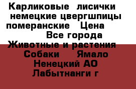 Карликовые “лисички“  немецкие цвергшпицы/померанские › Цена ­ 35 000 - Все города Животные и растения » Собаки   . Ямало-Ненецкий АО,Лабытнанги г.